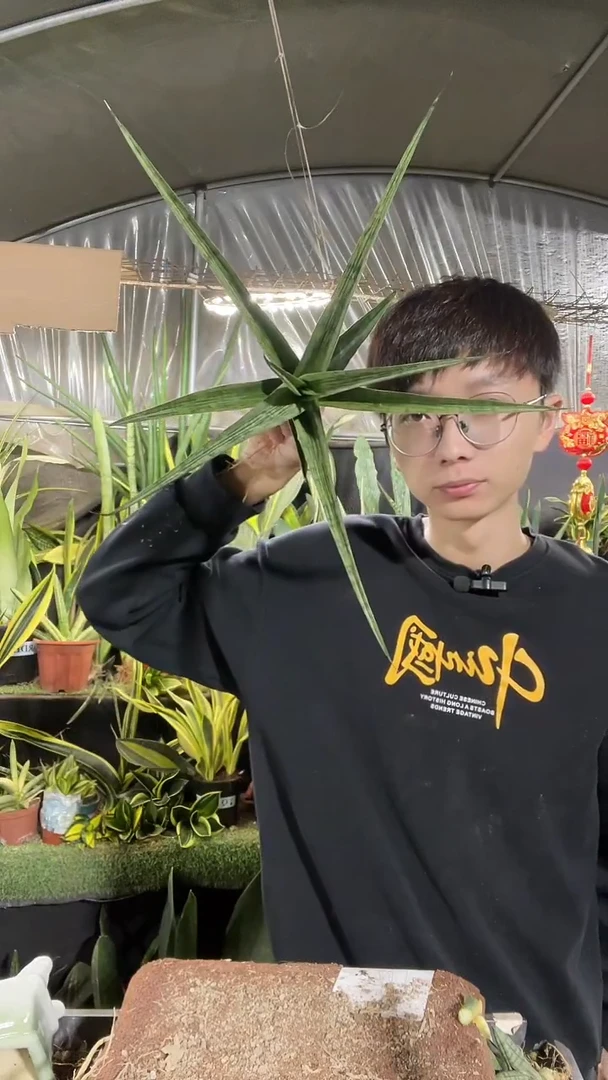 摇滚鳄鱼裸根28.8