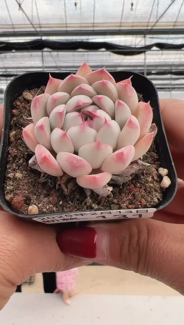 【闪购商品】新款多肉-131