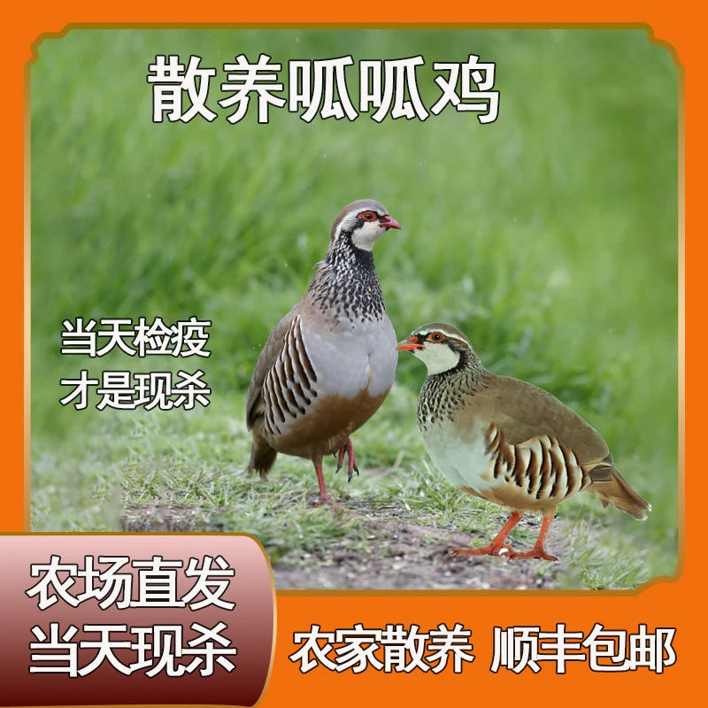散养呱呱鸡咕咕鸡顺丰包邮 包冰率不含冰