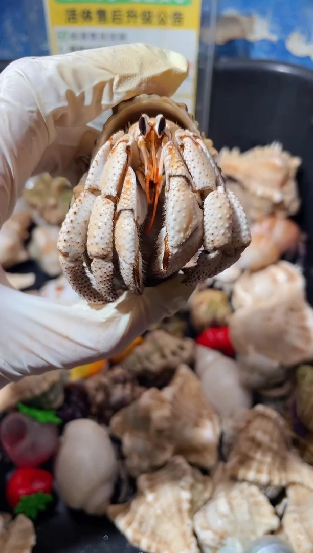 蜗居异宠9722超异