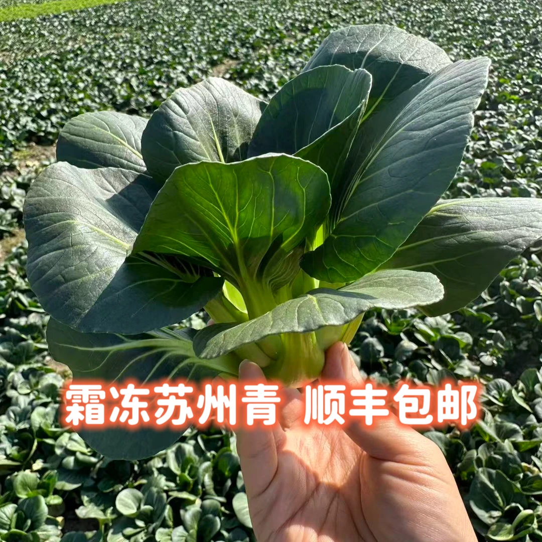 【顺丰】苏北 王婆农家露天现采现摘的小青菜
