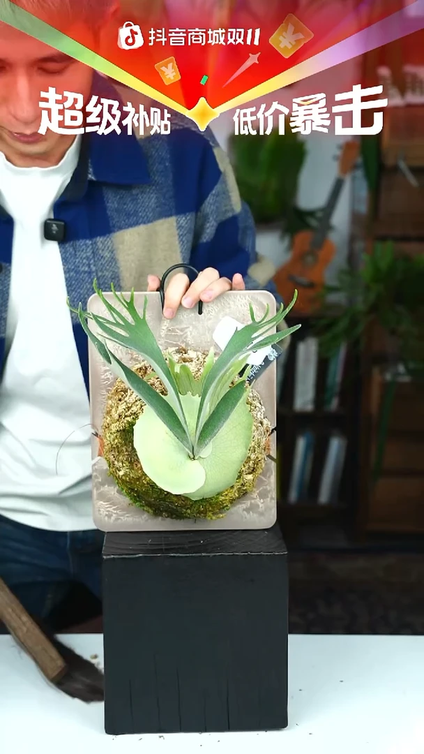 不开花植物P070-密手野银6孢子苗