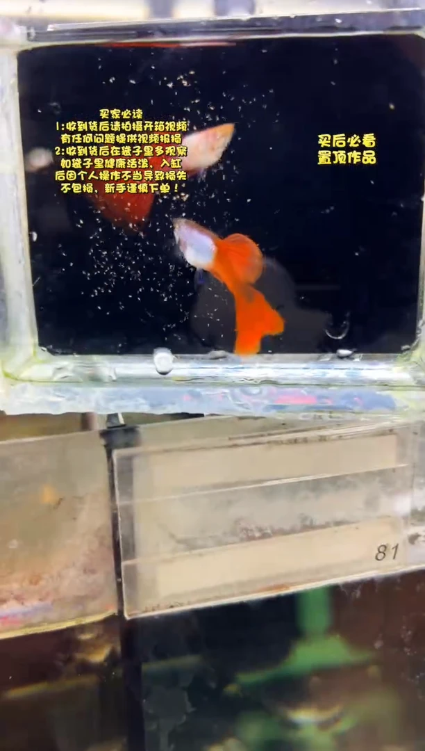 孔雀鱼无怨孔雀鱼