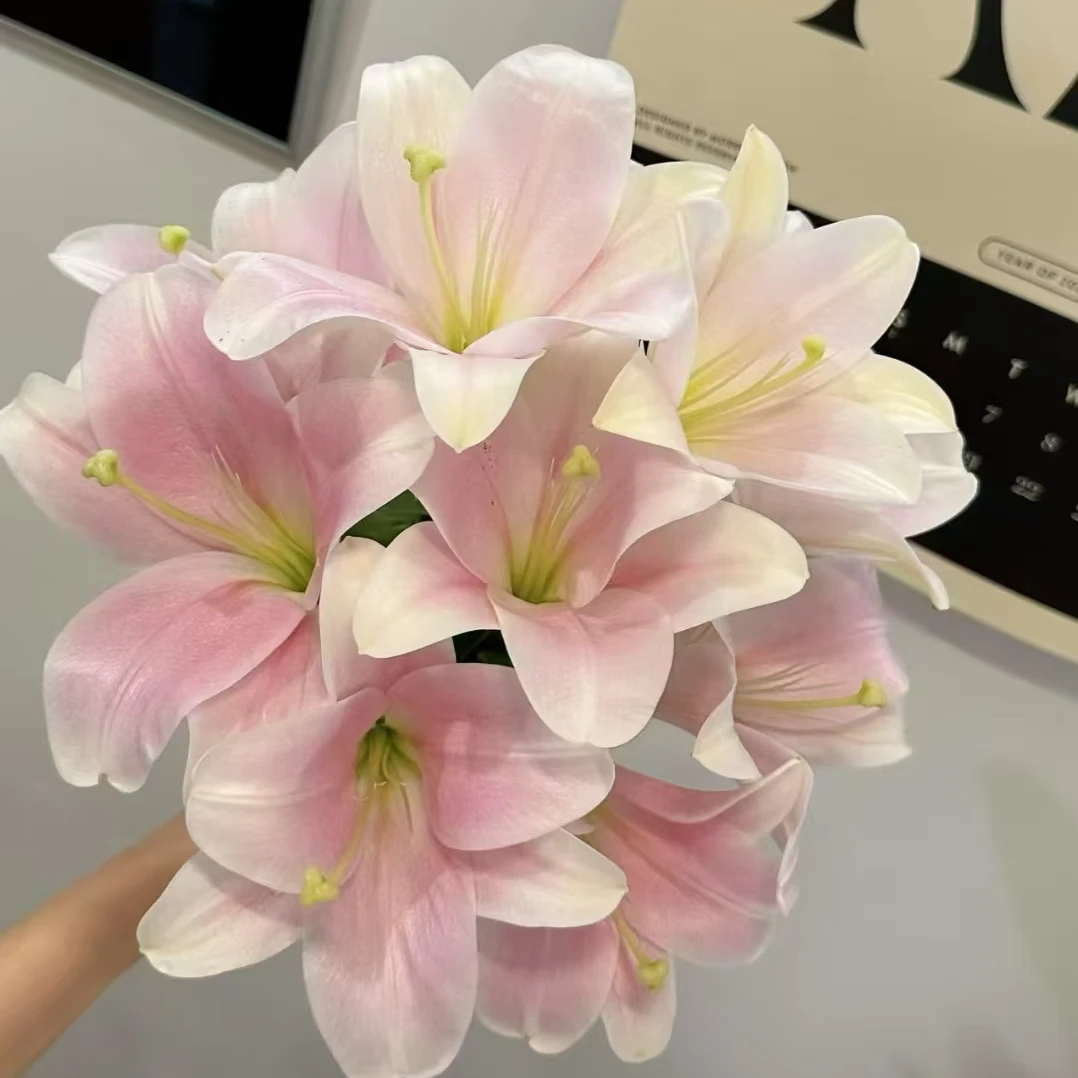 【粉铁炮】单瓣香水百合一单顺丰包邮