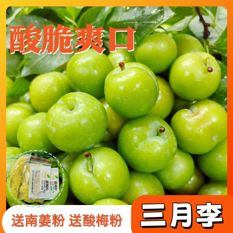 现摘广东三月李子新鲜酸脆当季水果