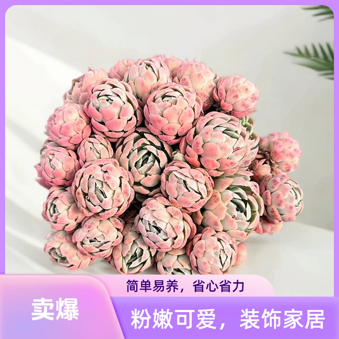 挚爱  大贝瑞【带盆土】 多肉植物  以直播间为准