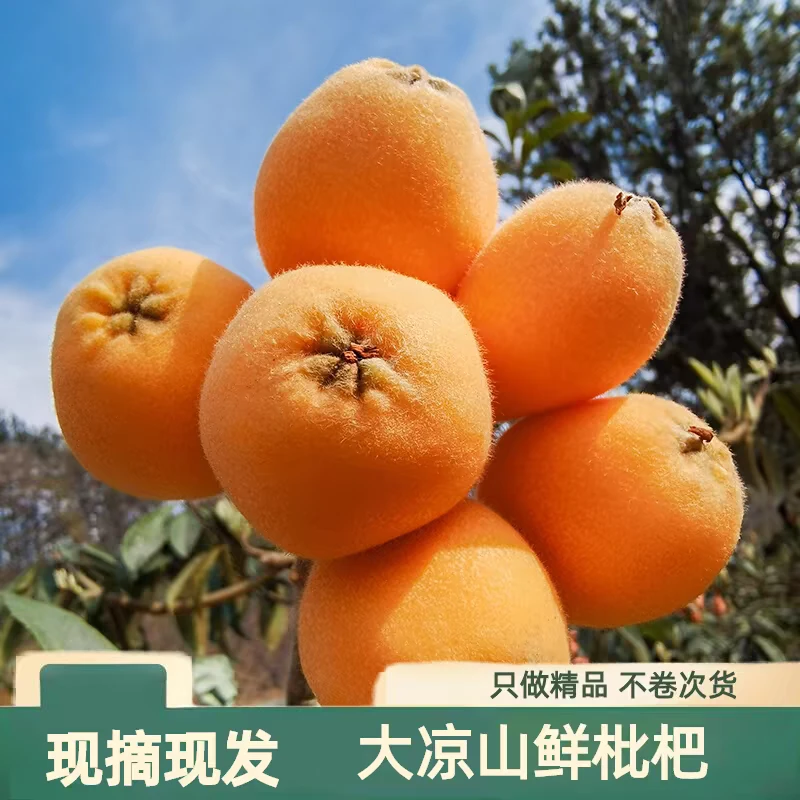 顺丰包邮-凉山五星枇杷现摘现发8甜2酸应季新鲜枇杷