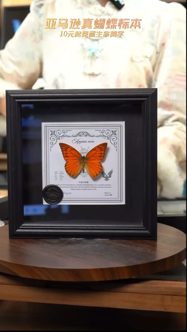 红翅尖粉蝶盲盒版7寸方框