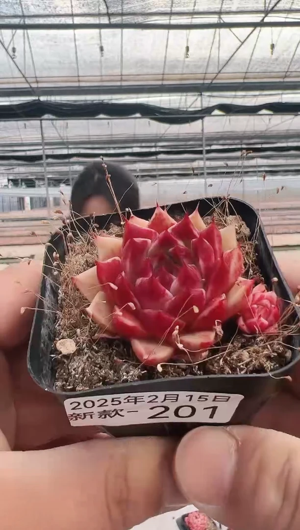 【闪购商品】新款多肉-201