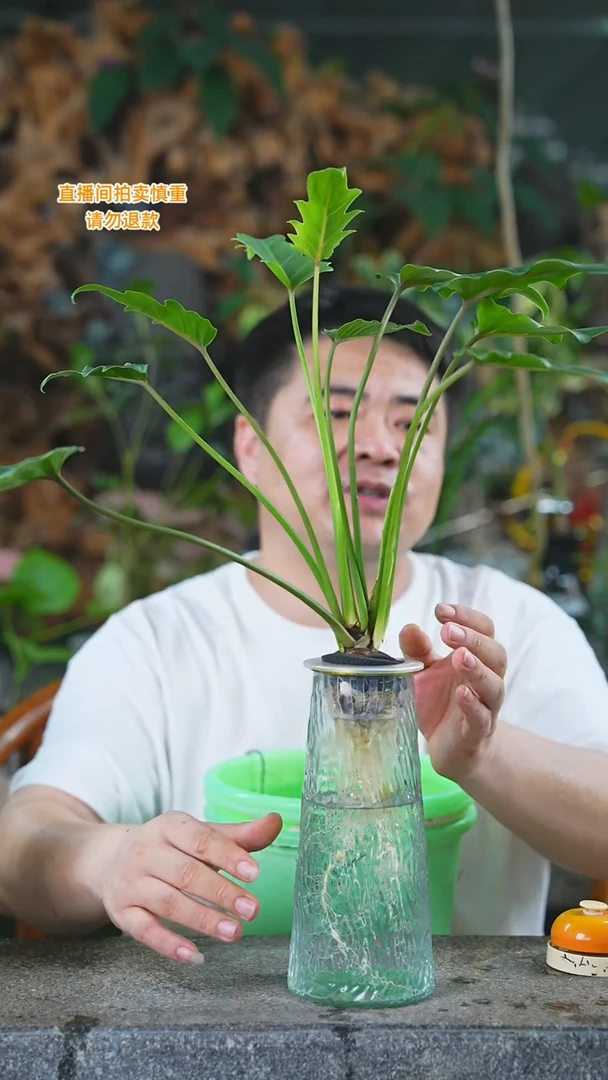 当前无花栽培后可以开花小天使117T