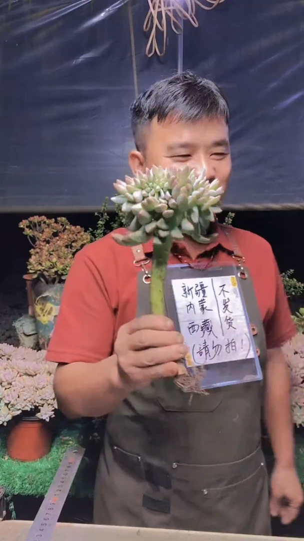 183淡雪缀化一物一拍