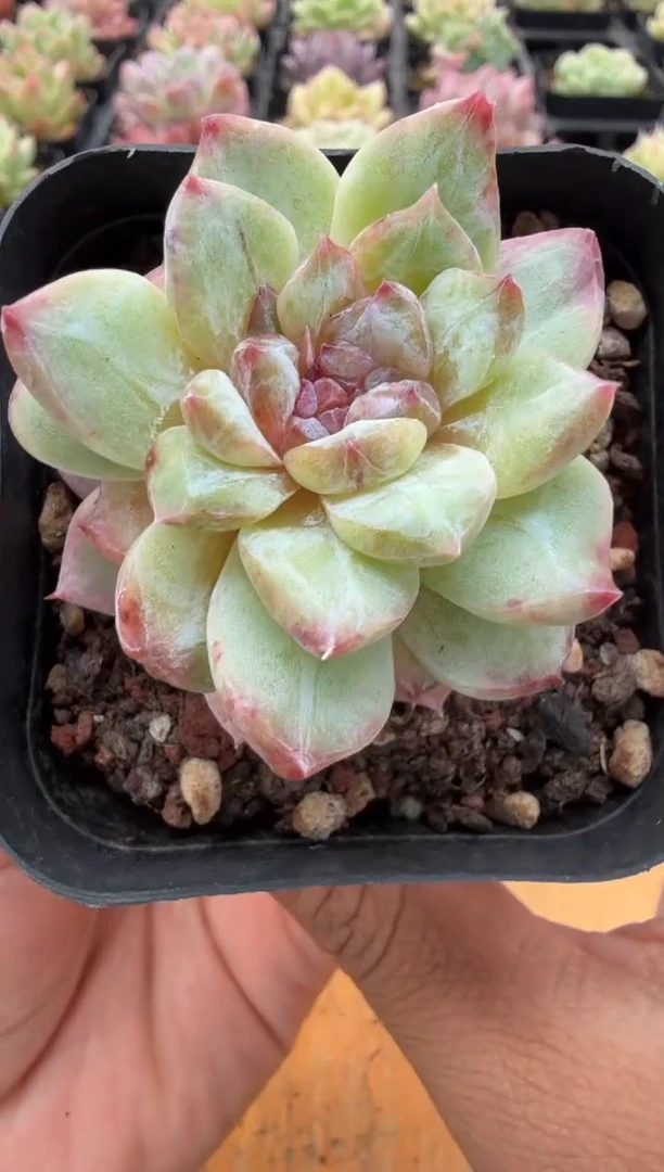 东云多肉二店-14