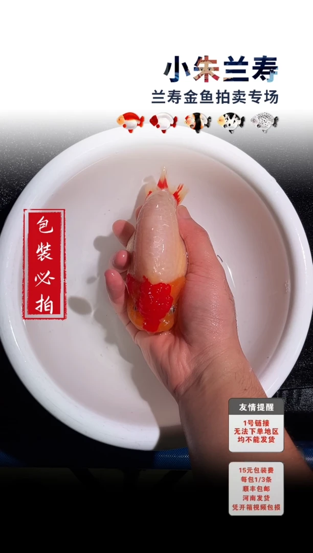 金鱼包装必拍未拍顺丰到付54号