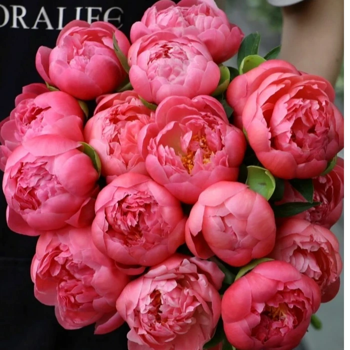 精选芍药落日珊瑚花束插花配花家庭水养鲜切花云南昆明顺丰包邮