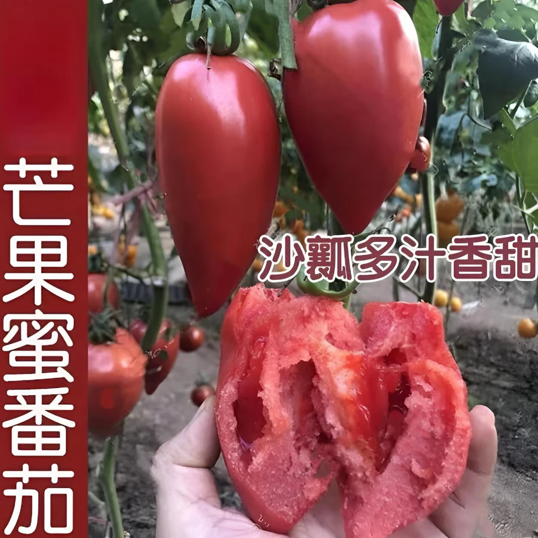 【红芒果番茄种子】四季种植盆栽地栽阳台小院种植