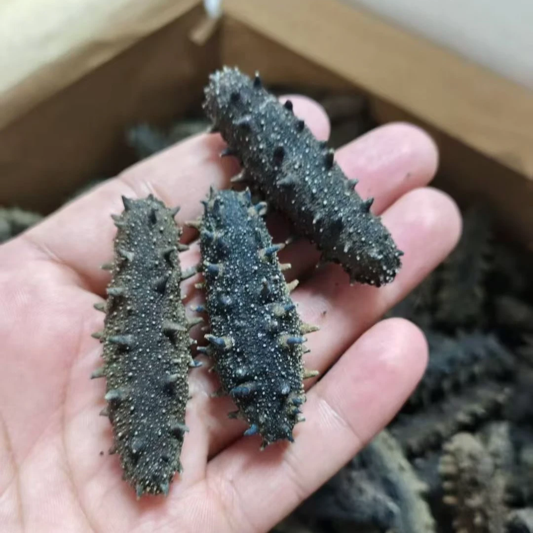【工厂直发】70-80头纯淡干海参高泡发高品质深海滋补肉厚口感紧实