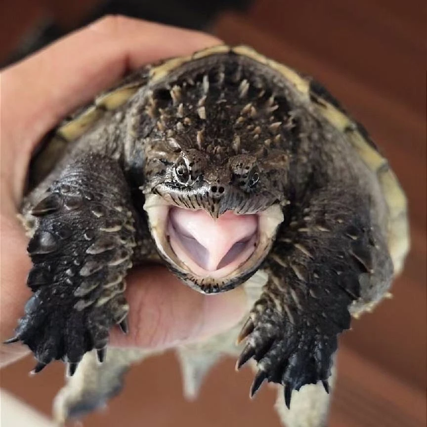 人工养殖爆刺纯佛鳄龟小鳄龟活体杂佛宠物龟大龟苗观赏龟水龟