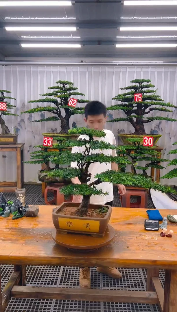 无花朵精品盆景直播间一物一拍