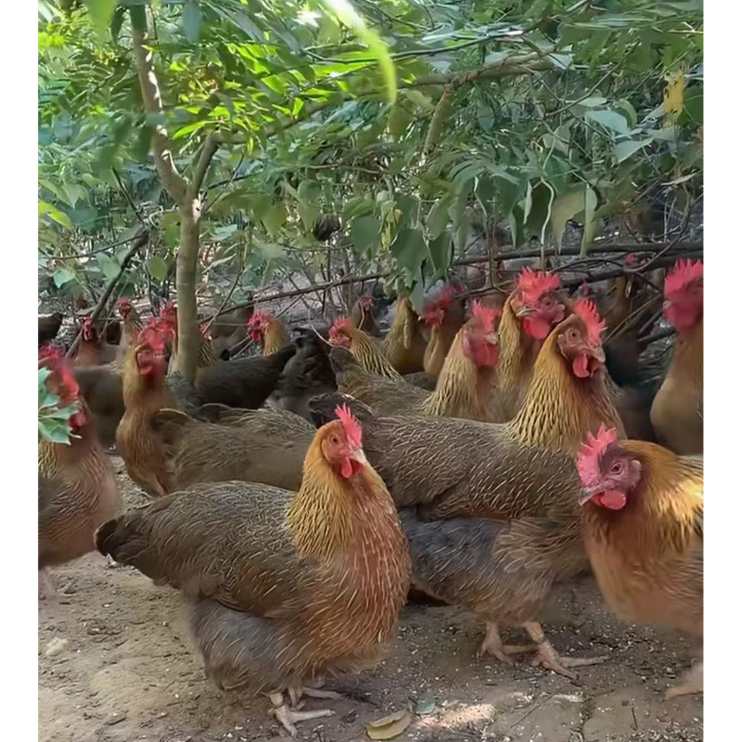 (拍1发3) 现杀400天老母鸡 顺丰冷链包邮