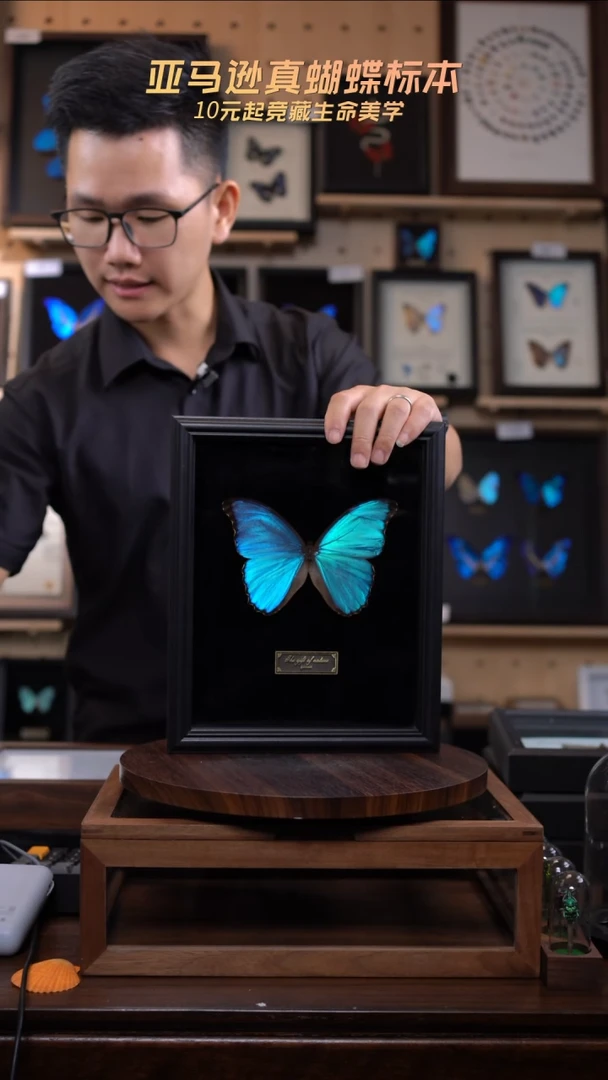 大蓝闪蝶黑绒底版10寸欧式框（带证书）