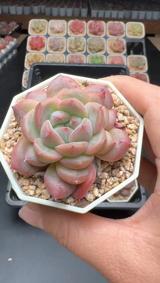 【闪购商品】465B物拍多肉带盆土6.5杯拍3颗包柚