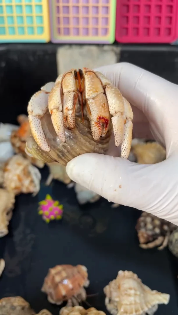 酷***仔瑕疵毛球9460