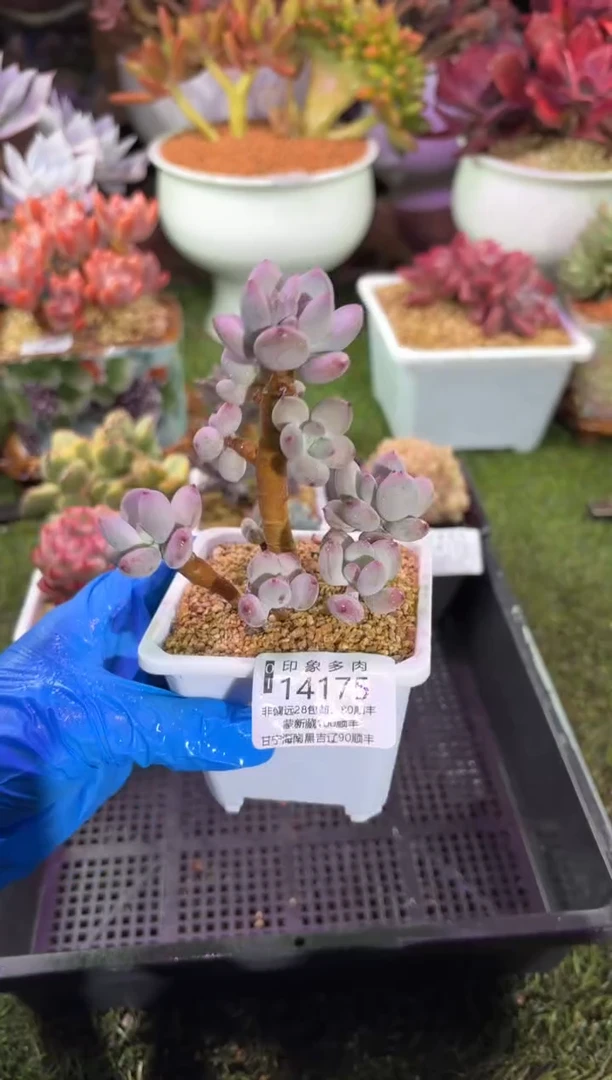 【闪购商品】14175