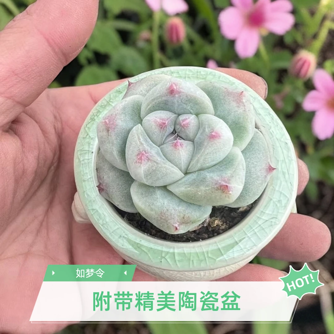 小老桩多肉植物佳人如梦令带陶瓷盆发货拇指迷你小多肉