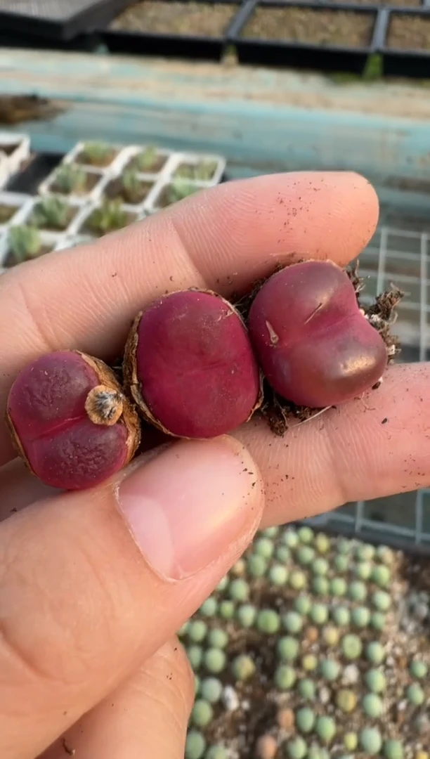 美丽的肉石头52小桃红sp一颗
