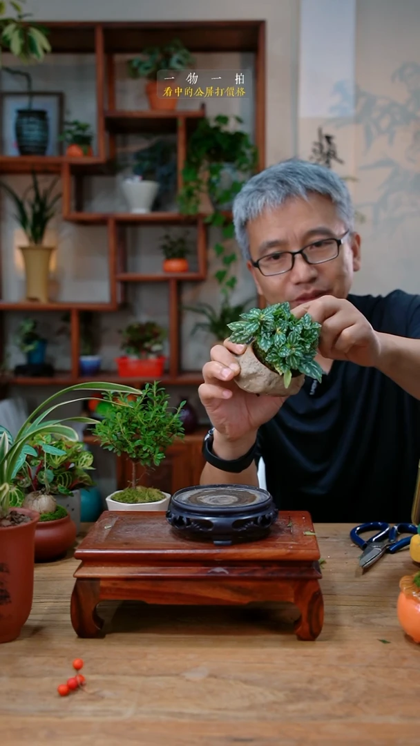 完全开放冰水花161