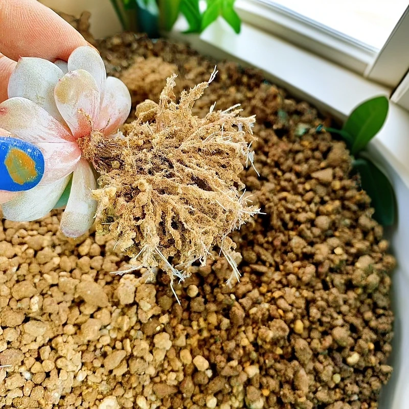 高端品质有机多肉颗粒土多肉专用营养土生根快山东王多肉颗粒土