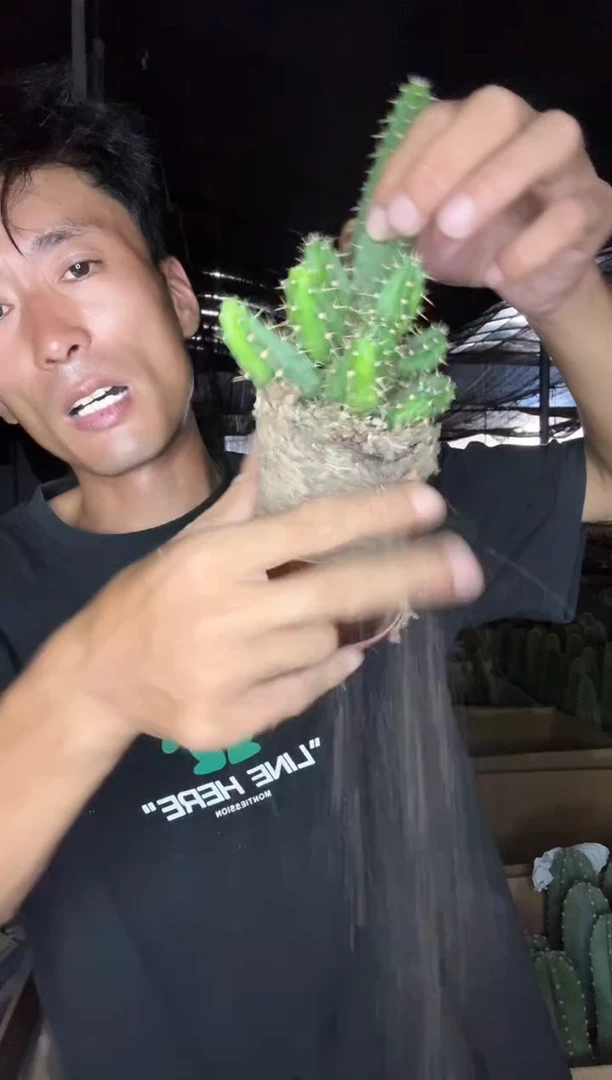 美花角===========