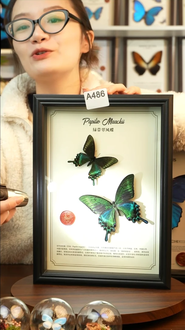 绿带翠凤蝶夏款双蝶（A4黑框）A486