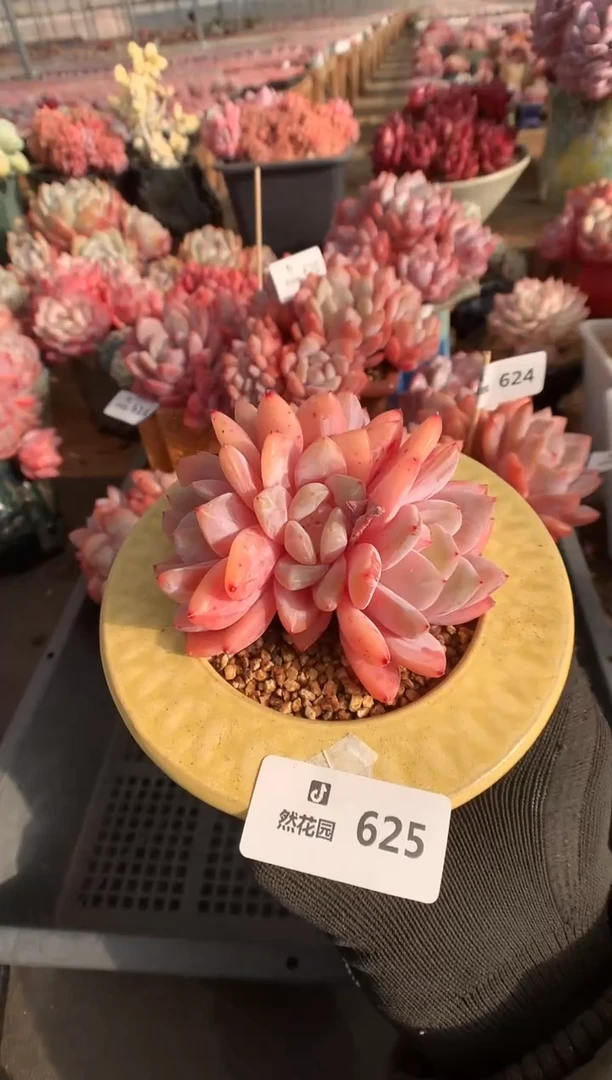 625雪天使多肉植物一物一拍