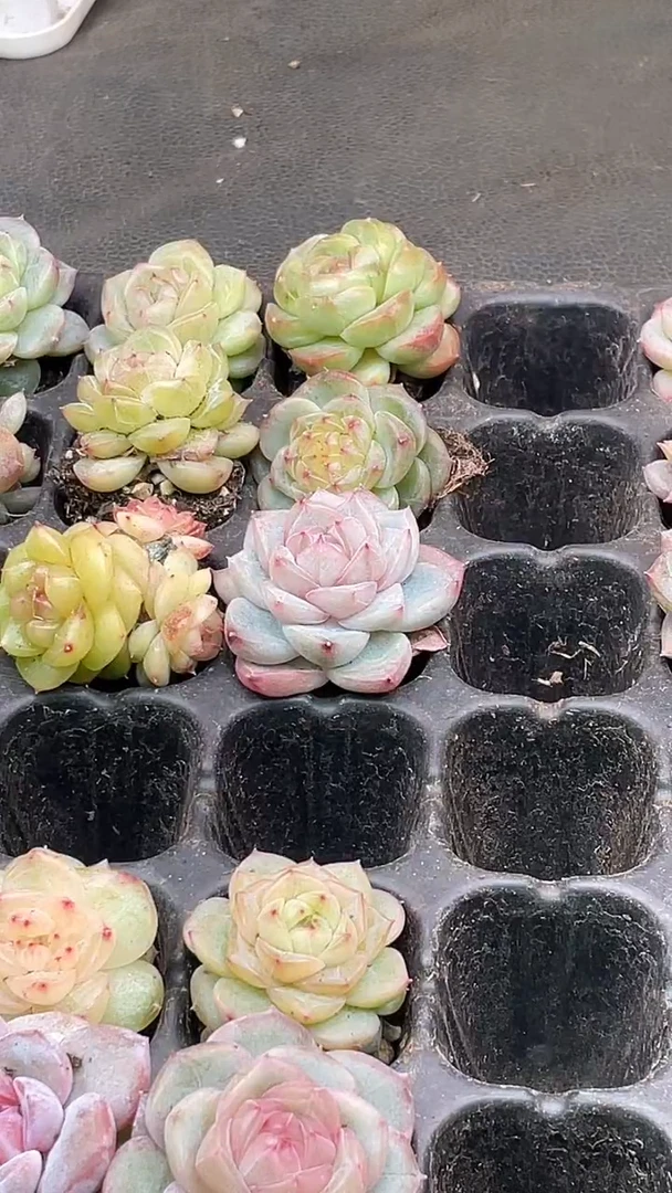 35-73 新珍妮组合2-3厘米量拍发3颗