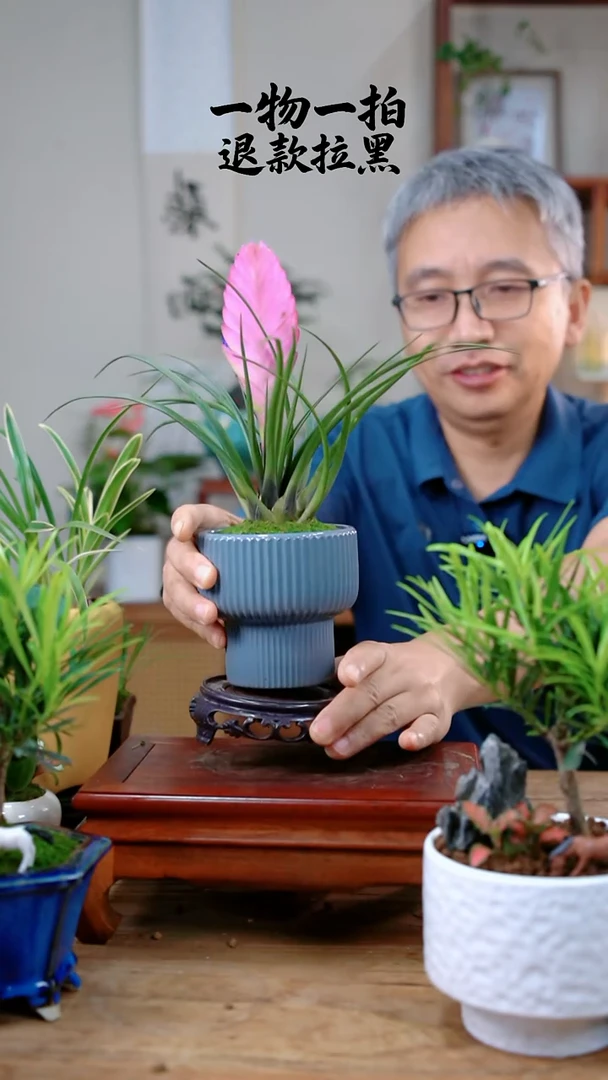 完全开放橙**意铁兰331