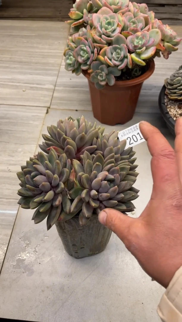 【闪购商品】201象牙