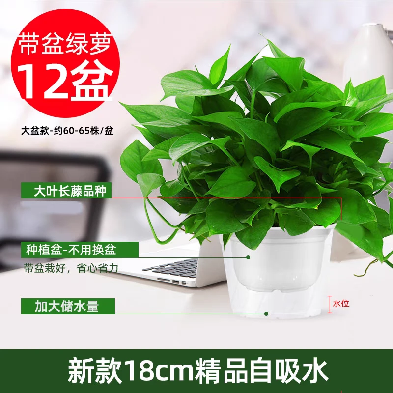 整箱12盆水培绿植桌面绿萝