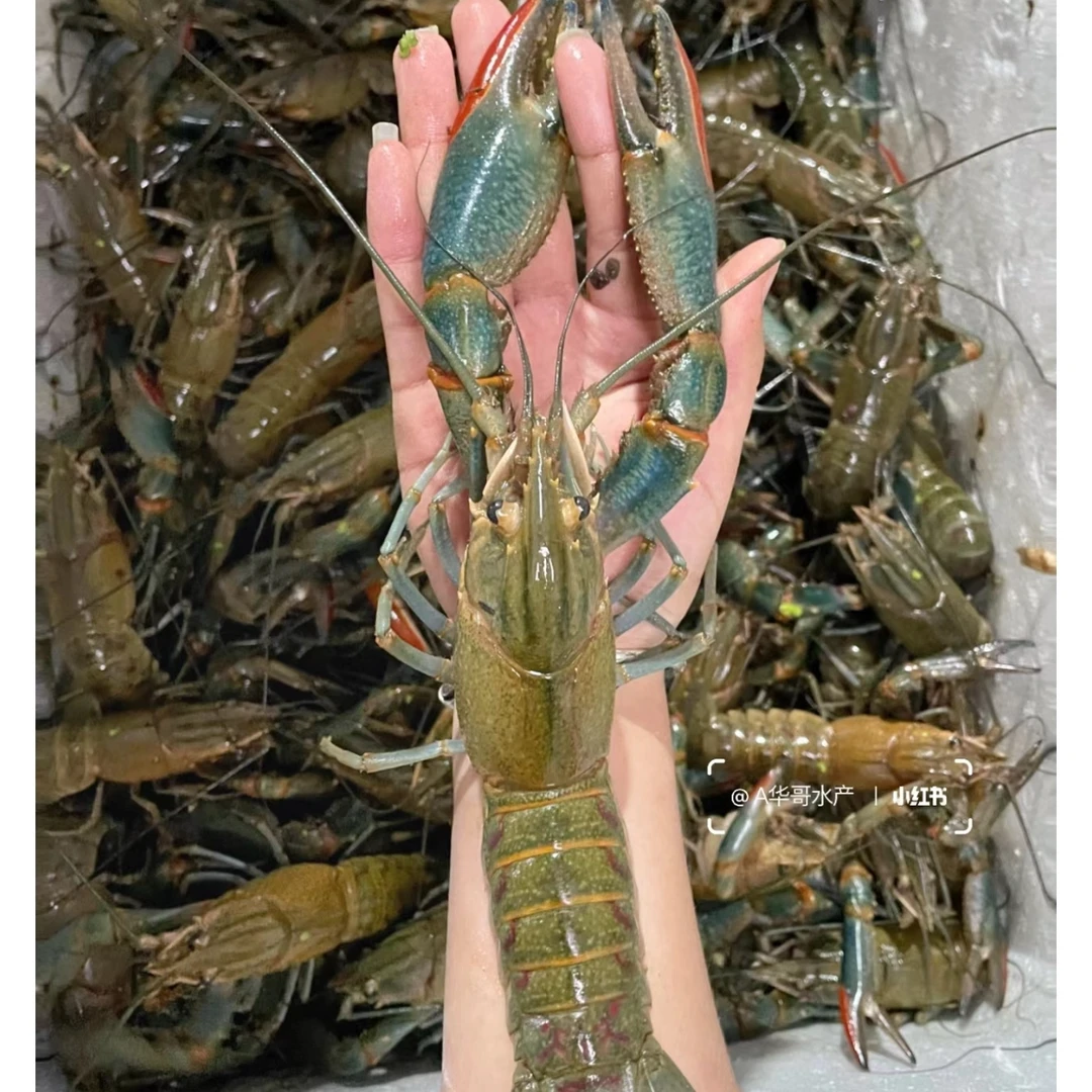 淡水小蓝龙1斤重 南昌鲜活发货