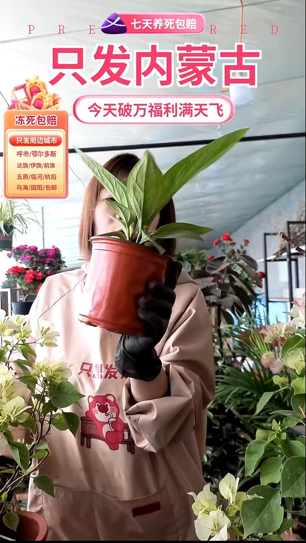 完全开放土培聚宝盆