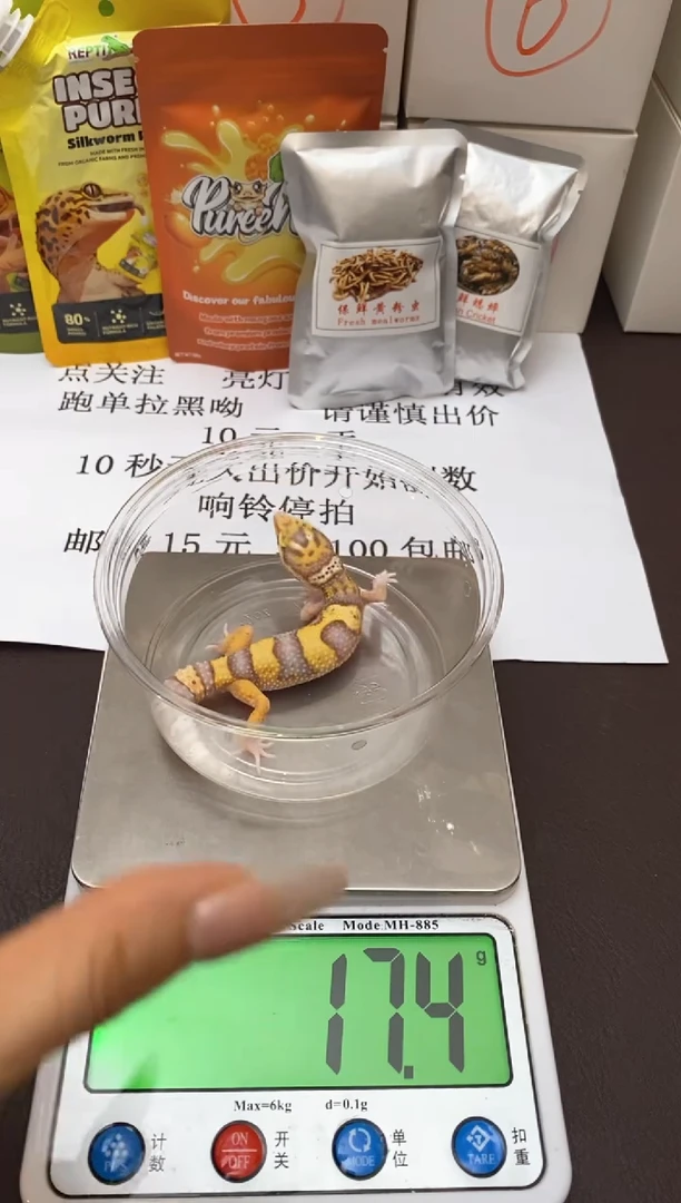 豹纹守宫Scale Tail 爬宠PB7