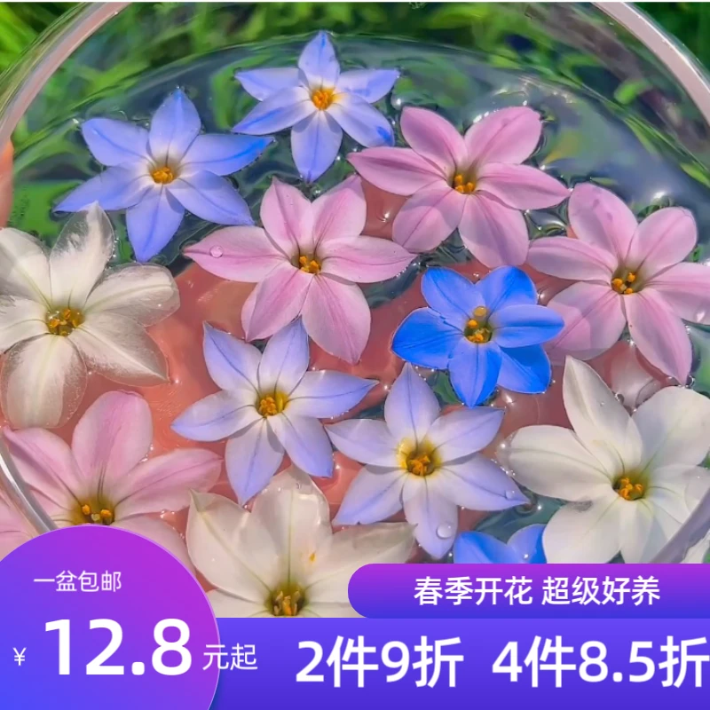 花园一只猫【花韭花苗 】带土非常容易种植包对版新手推介多年生