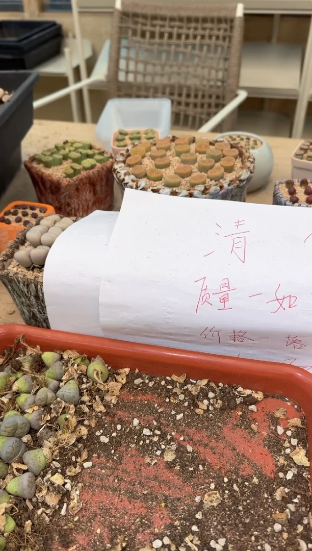 6-282多肉植物肉锥