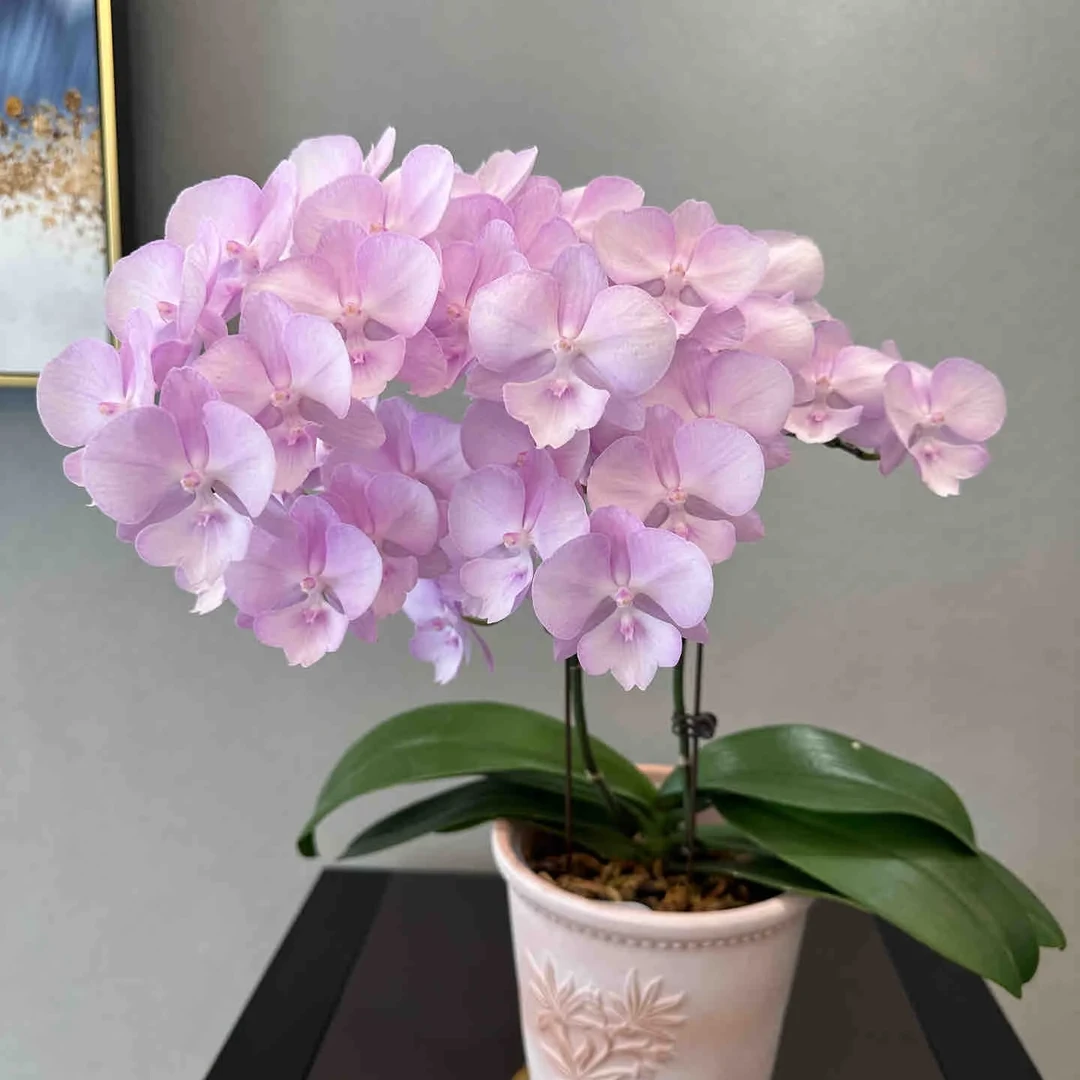 【神仙姐姐】蝴蝶兰品种带花带好养活的稀有花卉
