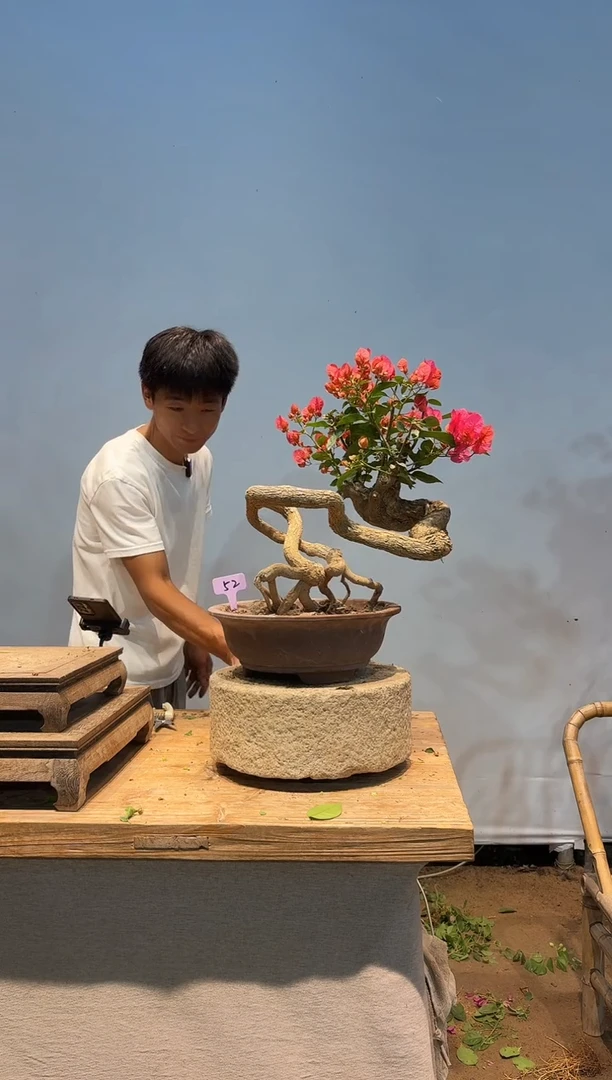 无花朵aa三角梅专场一物一拍52