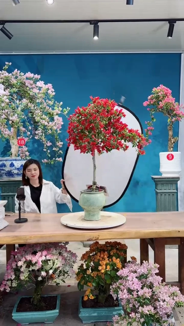 全部花朵热火桑巴三角梅