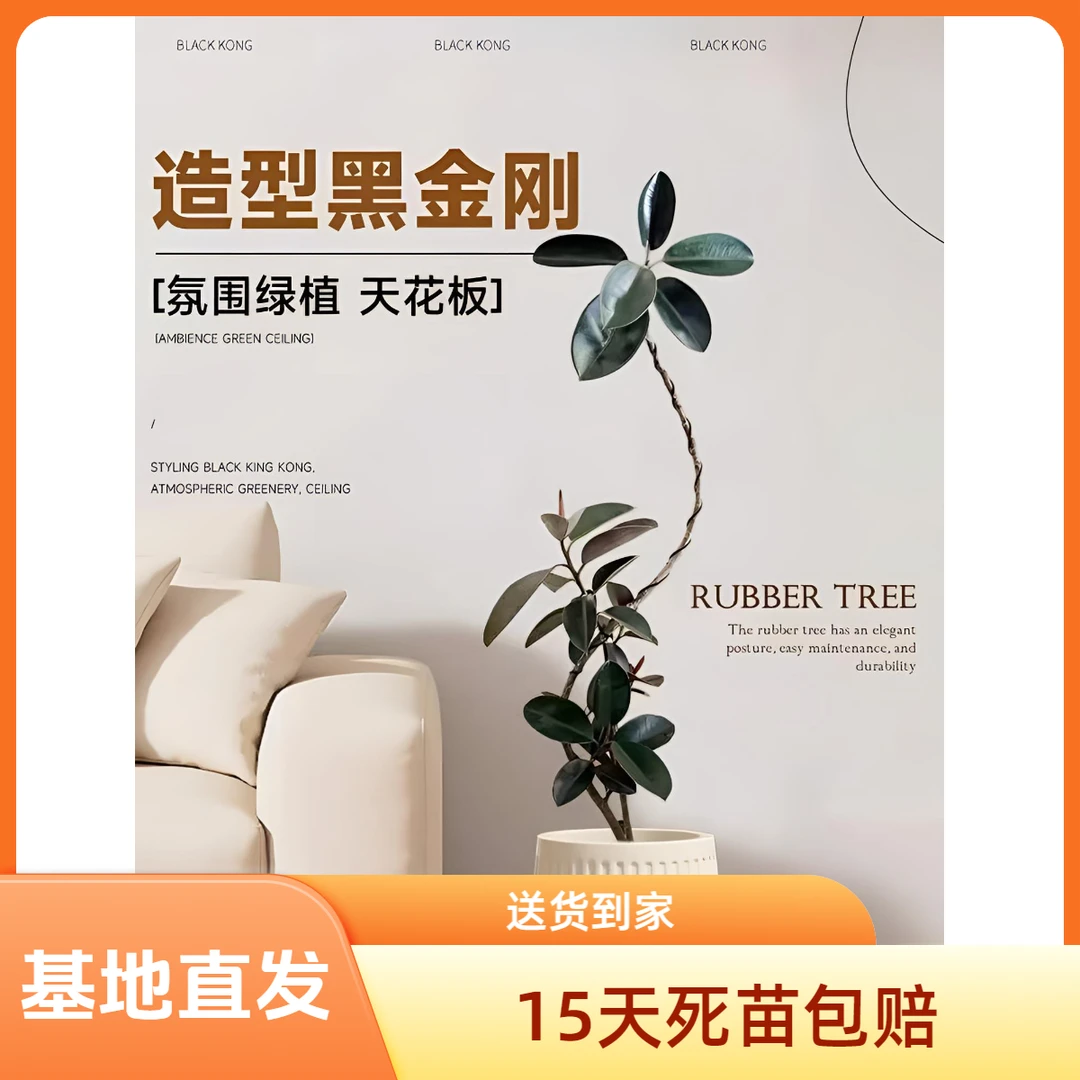 【一物一拍】客厅大型室内黑金刚橡皮树盆栽保橡皮树正宗黑金刚