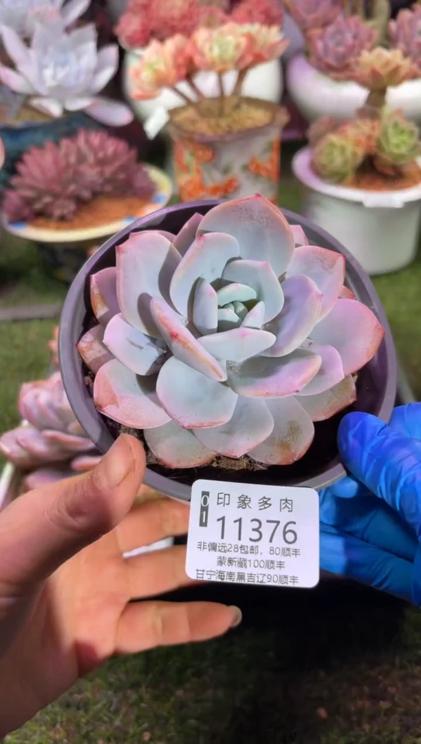 【闪购商品】11376