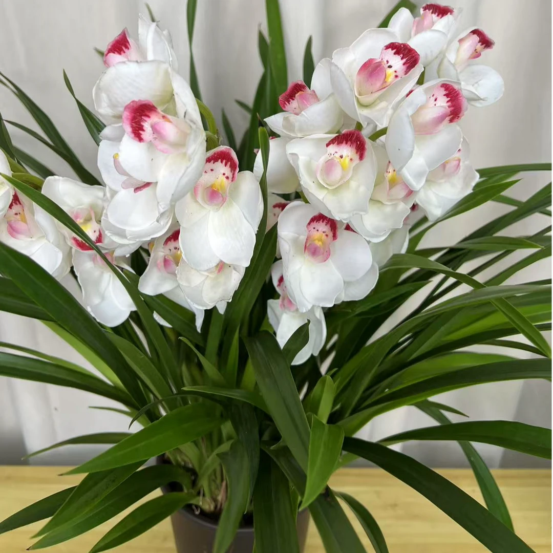 精品高端兰花【朱砂映雪】盆栽绿植花卉室内外好养易活四季开花浓香