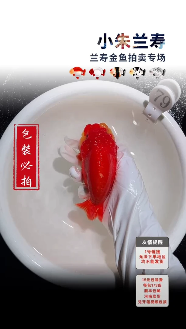 金鱼包装必拍未拍顺丰到付79号